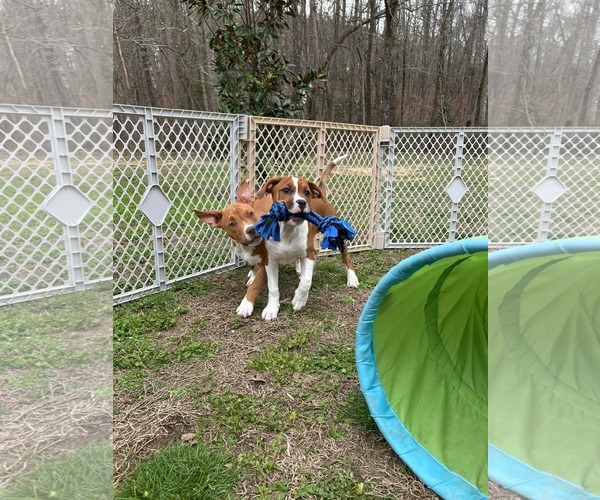 Medium Photo #2 American Staffordshire Terrier-Unknown Mix Puppy For Sale in Holly Springs, NC, USA
