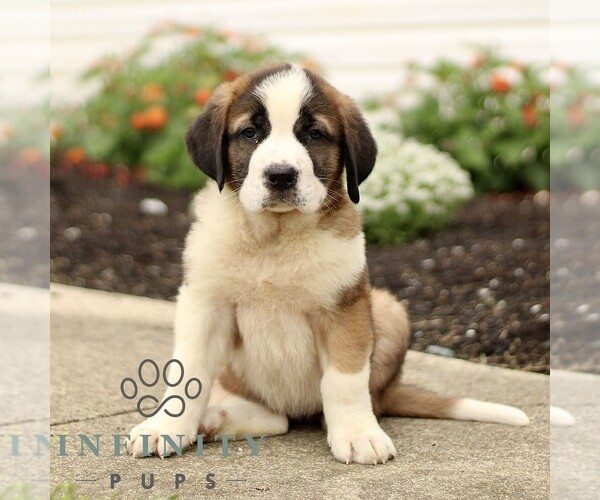 Medium Photo #1 Saint Bernard Puppy For Sale in MARIETTA, PA, USA