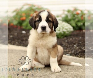 Saint Bernard Puppy for sale in MARIETTA, PA, USA