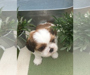 Shih Tzu Puppy for sale in SAINT FRANCIS, MN, USA