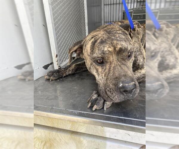 Medium Photo #1 Mastiff Puppy For Sale in Bakersfield, CA, USA