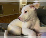 Small #1 American Pit Bull Terrier-American Staffordshire Terrier Mix