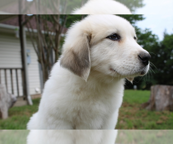 Medium Photo #4 Great Pyrenees Puppy For Sale in WILLS POINT, TX, USA
