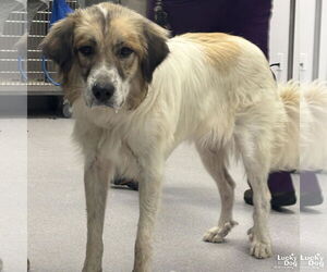 Great Pyrenees-Unknown Mix Dogs for adoption in Washington, DC, USA