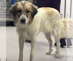 Small Great Pyrenees Mix