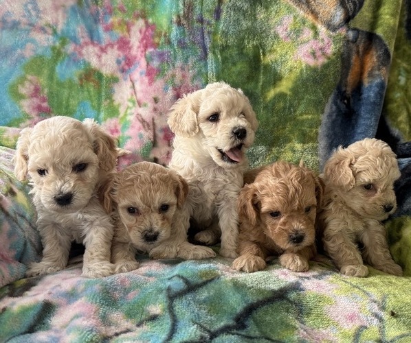Medium Photo #4 Poodle (Miniature) Puppy For Sale in THORP, WI, USA