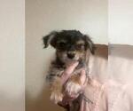 Small Photo #2 YorkiePoo Puppy For Sale in MCMINNVILLE, TN, USA