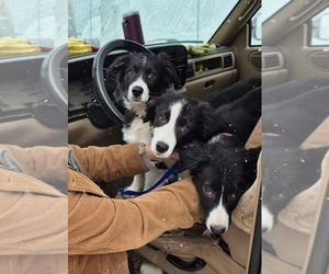 Border-Aussie Puppy for Sale in BLUE RIVER, Wisconsin USA