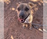 Small Photo #172 American Pit Bull Terrier-Unknown Mix Puppy For Sale in Kanab, UT, USA