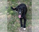 Small #1 German Shepherd Dog Mix