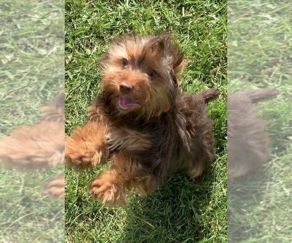 Medium Photo #10 Yorkshire Terrier Puppy For Sale in WARSAW, IN, USA