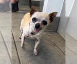 Small Chihuahua