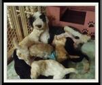Small Photo #134 Sheepadoodle Puppy For Sale in RIALTO, CA, USA