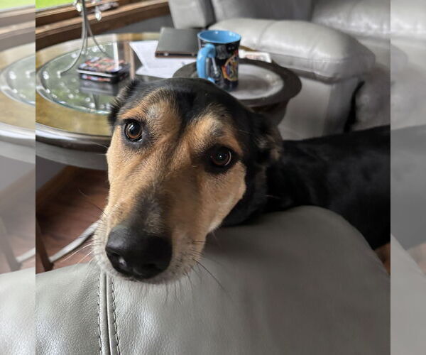 Medium Photo #7 Mutt Puppy For Sale in Fargo, ND, USA