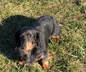 Father of the Dachshund puppies born on 09/01/2025