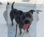JEWEL - Female Staffordshire Bull Terrier-Unknown Mix Dog for Adoption - Small photo