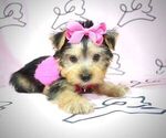 Small Photo #3 Yorkshire Terrier Puppy For Sale in LAS VEGAS, NV, USA