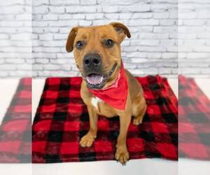 Wilson - Male Bull-Boxer Dog for Adoption - Photo #2