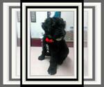 Small Photo #12 Sheepadoodle Puppy For Sale in RIALTO, CA, USA