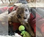 Small #13 Aussiedoodle-Poodle (Standard) Mix