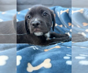 Mutt Dogs for adoption in Goodyear, AZ, USA
