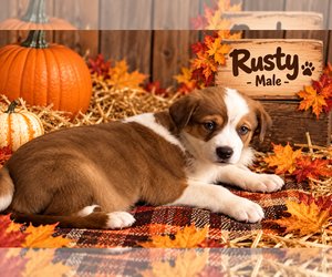 Pumpkin Patch Pups : Rusty - Male Australian Shepherd-Unknown Mix Dog for Adoption - Photo #2
