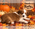 Small Photo #2 Australian Shepherd-Unknown Mix Puppy For Sale in Aurora, IN, USA