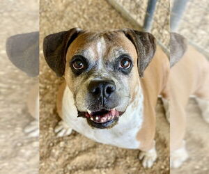 Ebba - Silver Heart - Female Boxer Dog for Adoption - Photo #3
