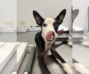 American Pit Bull Terrier-Unknown Mix Dogs for adoption in Corpus Christi, TX, USA
