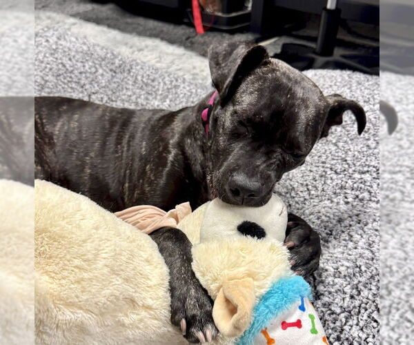 Medium Photo #5 American Staffordshire Terrier-Unknown Mix Puppy For Sale in San Juan Capistrano, CA, USA