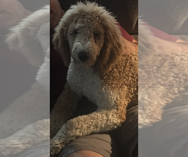 Medium Photo #1 Goldendoodle Puppy For Sale in SNEADS FERRY, NC, USA