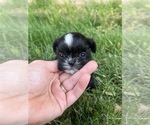 Small Photo #6 Shih Tzu Puppy For Sale in BEAVER, UT, USA