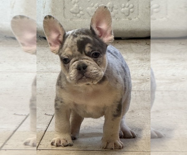Medium Photo #3 French Bulldog Puppy For Sale in LAKE WALES, FL, USA