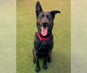 German Shepherd Dog Dogs for adoption in Sacramento, CA, USA