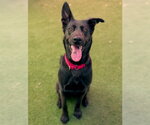 Small German Shepherd Dog