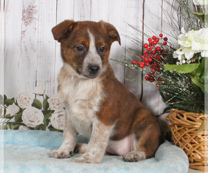 Boston Cattle Dog Puppy for sale in PENNS CREEK, PA, USA