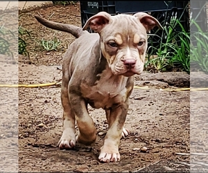 American Bully Puppy for sale in LONGVIEW, TX, USA