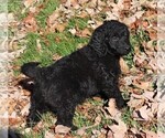 Small Photo #3 Aussiedoodle Miniature  Puppy For Sale in MARION CENTER, PA, USA