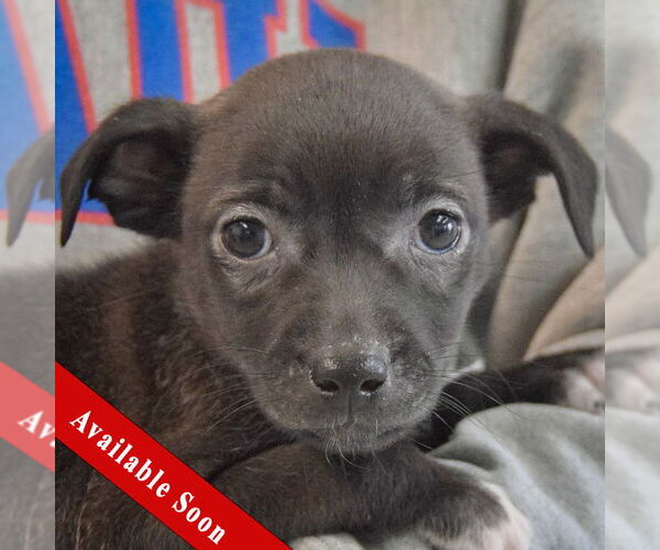 Medium Photo #1 Chiweenie Puppy For Sale in Huntley, IL, USA