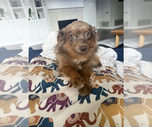 Miniature Australian Shepherd-Poodle (Toy) Mix Dog for Adoption in ROYSE CITY, Texas USA
