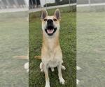 Small #1 Carolina Dog-German Shepherd Dog Mix