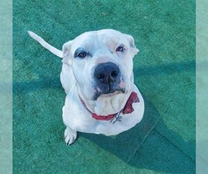 American Bulldog Dogs for adoption in Redlands, CA, USA