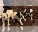 Small Photo #2 Olde English Bulldogge Puppy For Sale in ROCHESTER, NY, USA