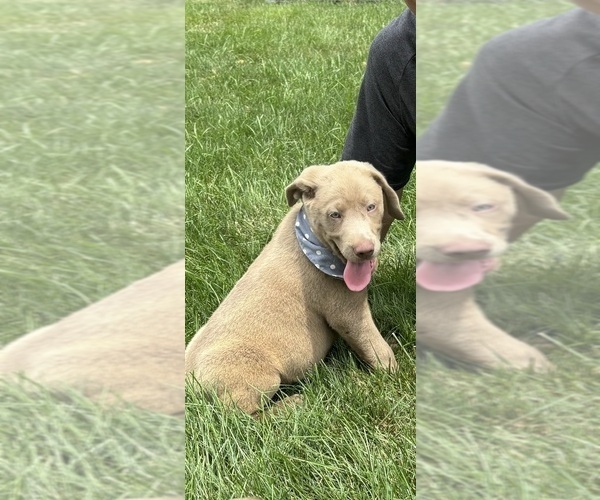 Medium Photo #4 Labrador Retriever Puppy For Sale in GREENFIELD, IN, USA