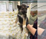 Small #1 Mutt