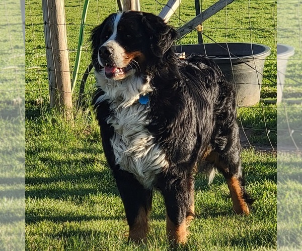 Medium Photo #1 Great Bernese Puppy For Sale in ELGIN, OR, USA