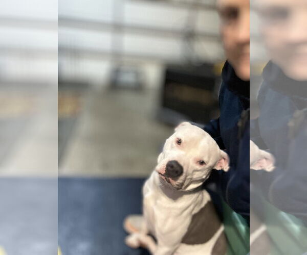Medium Photo #3 American Pit Bull Terrier-Unknown Mix Puppy For Sale in Sykesville, MD, USA