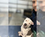 Small #2 American Pit Bull Terrier Mix