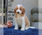 Small #3 Goldendoodle