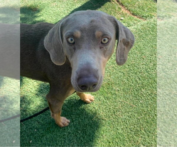 Medium Photo #3 Unknown-Weimaraner Mix Puppy For Sale in Lakewood, CO, USA